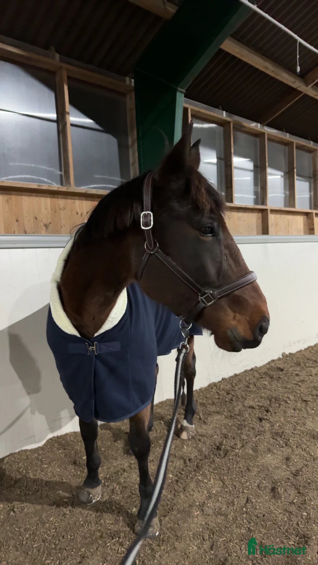  medryttarhäst finnes: Putte söker medryttare/ fodervärd⭐️ - Annons 3