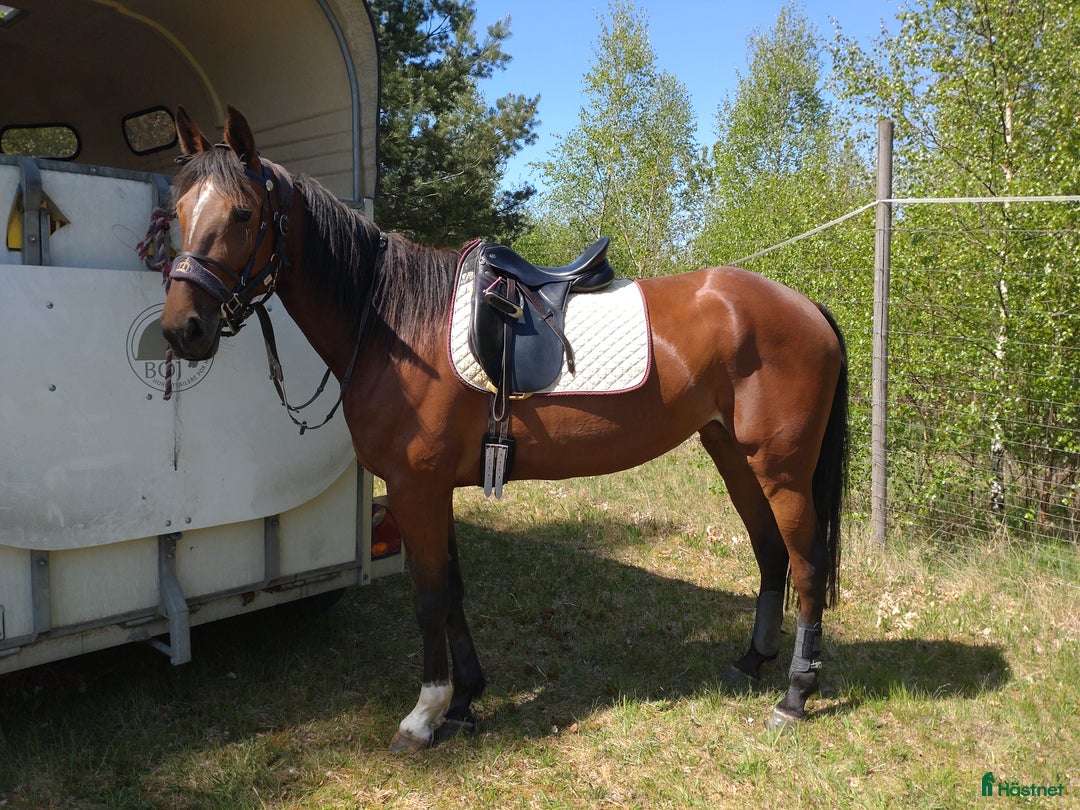 Allround hästar till salu: Världens bästa Alba  - Annons 2