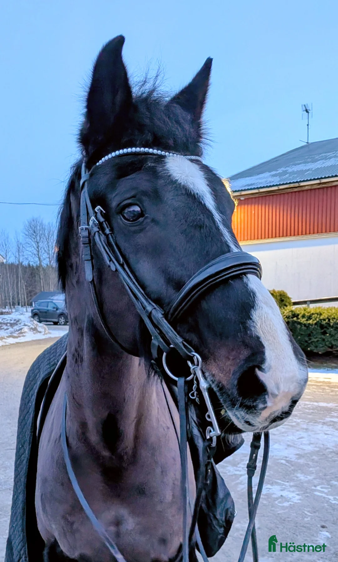 Dressyr hästar till salu: Goaste killen  - Annons 1