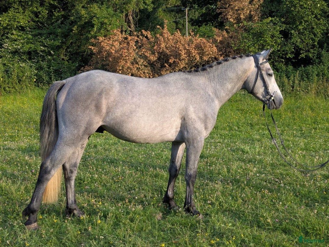 Hoppning hästar till salu: 3YO CONNEMARA – ELITE JUMPING PROSPECT i Ljungby - Annons 2