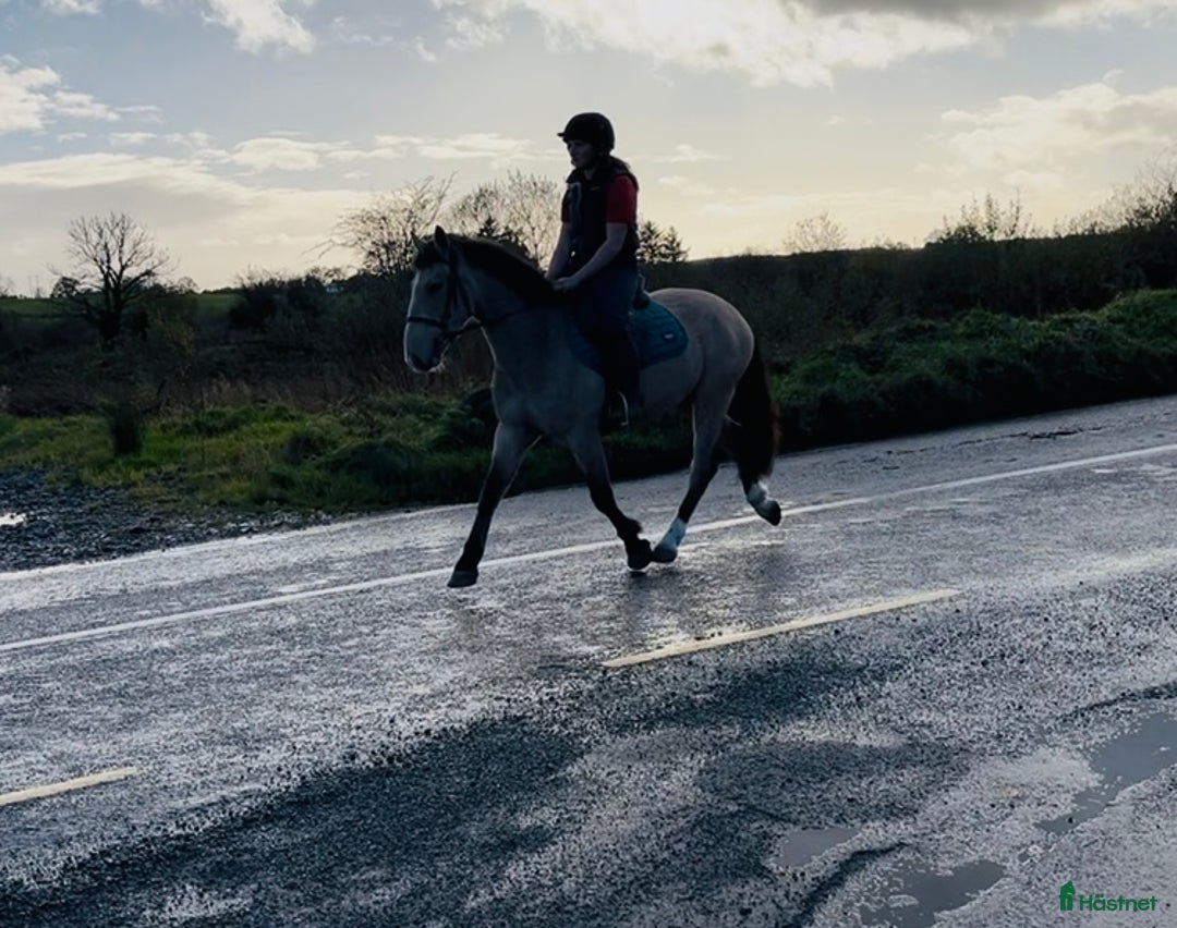Allround hästar till salu: Gorgeous Dun Gelding i Ljungby - Annons 10