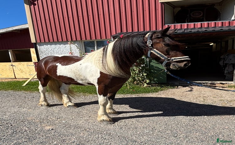  hästar i Nol - Annons 14