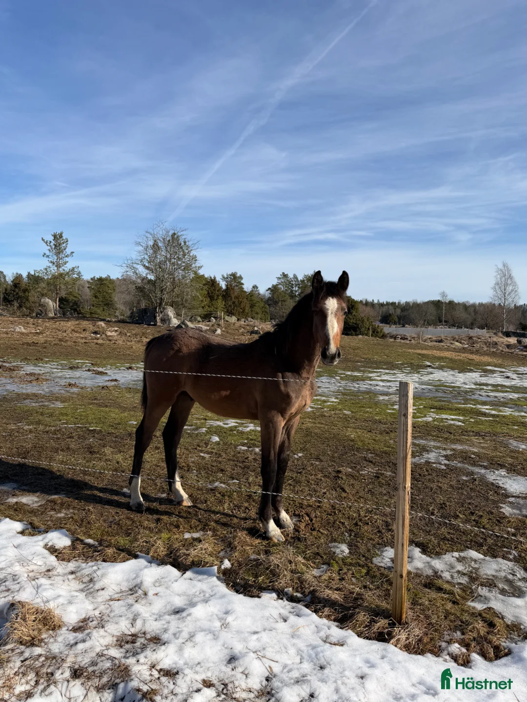 Hoppning hästar till salu: Fantastiskt vackert hingstföl - Annons 2