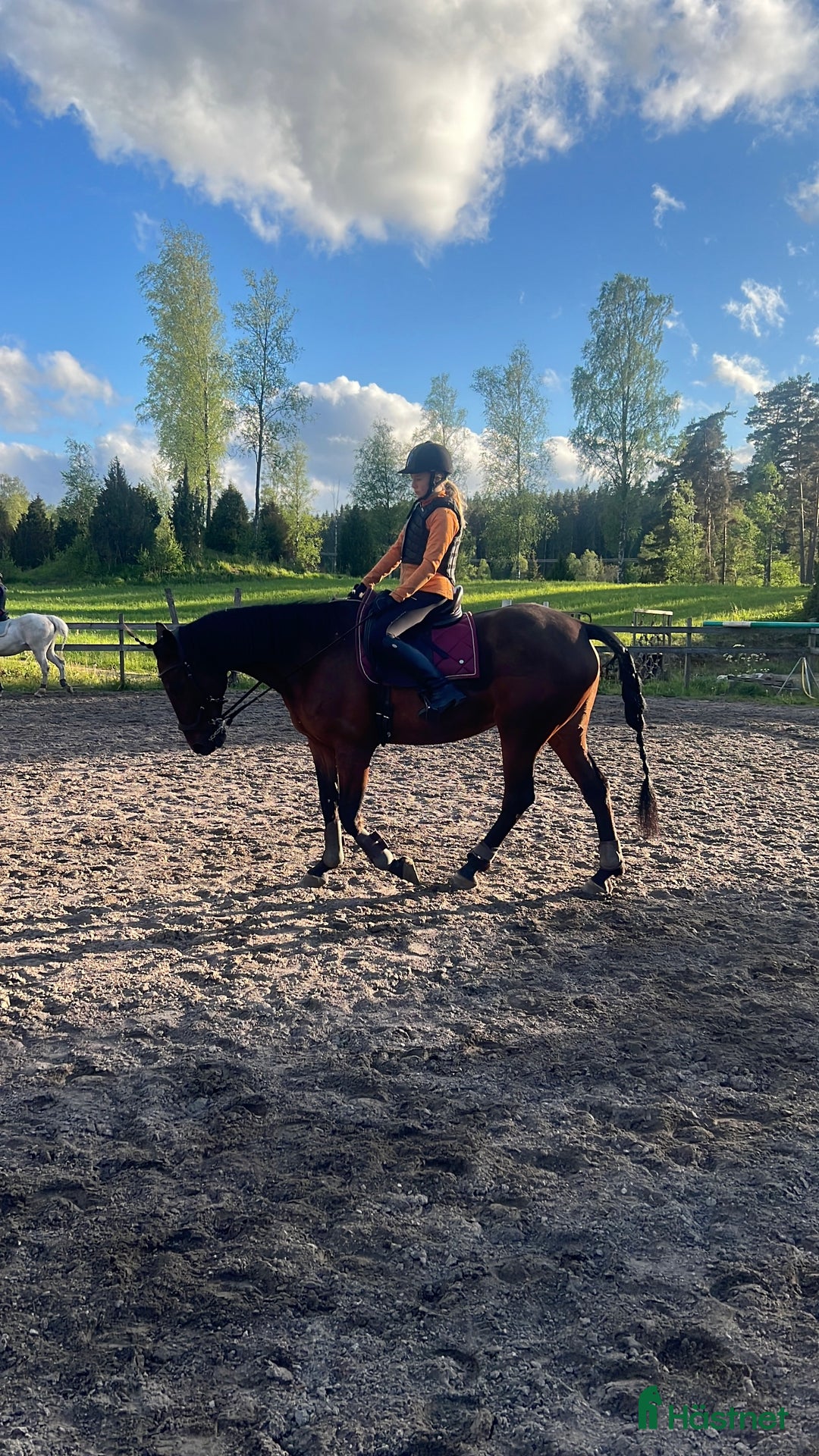 Allround hästar till salu: Varmblods travare till ridning i Hok - Annons 6