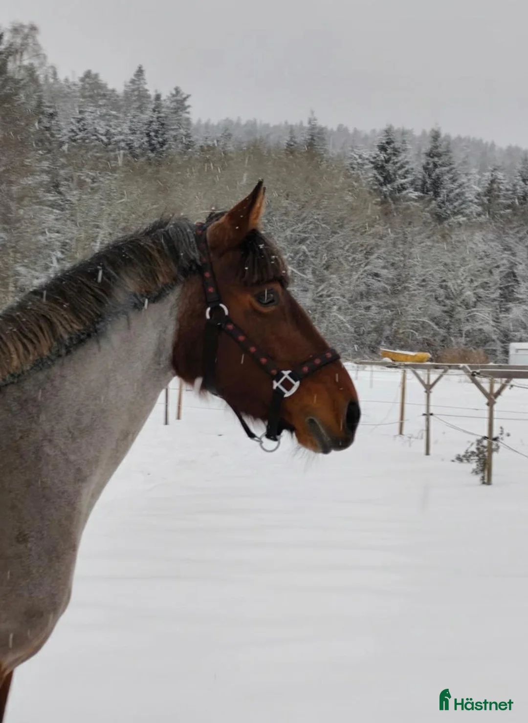 Allround hästar till salu: Säljes/bytes i Hjärtum - Annons 1
