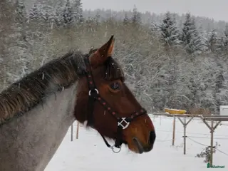 hästar Säljes/bytes i Hjärtum - Annons 13