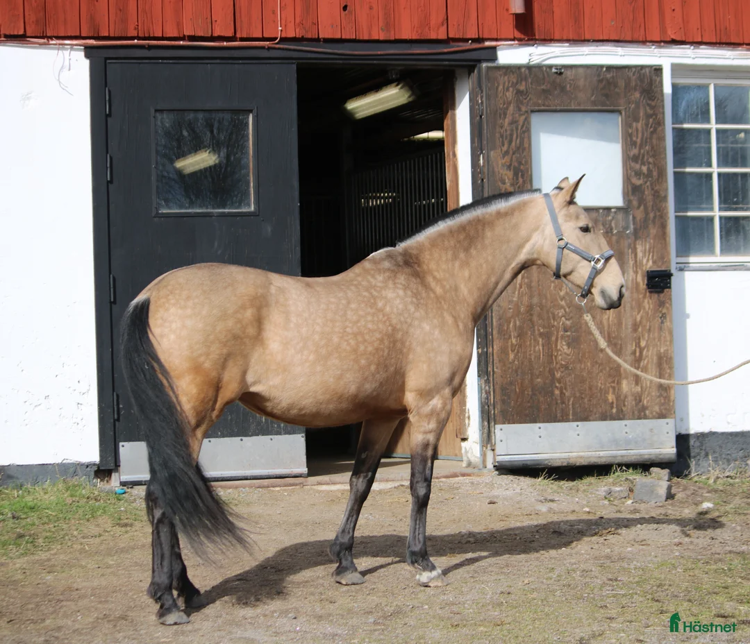  hästjobb finnes: En mån vikariat i inackorderingsstall nära Uppsala - Annons 1