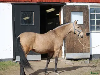 hästjobb En mån vikariat i inackorderingsstall nära Uppsala - Annons 1