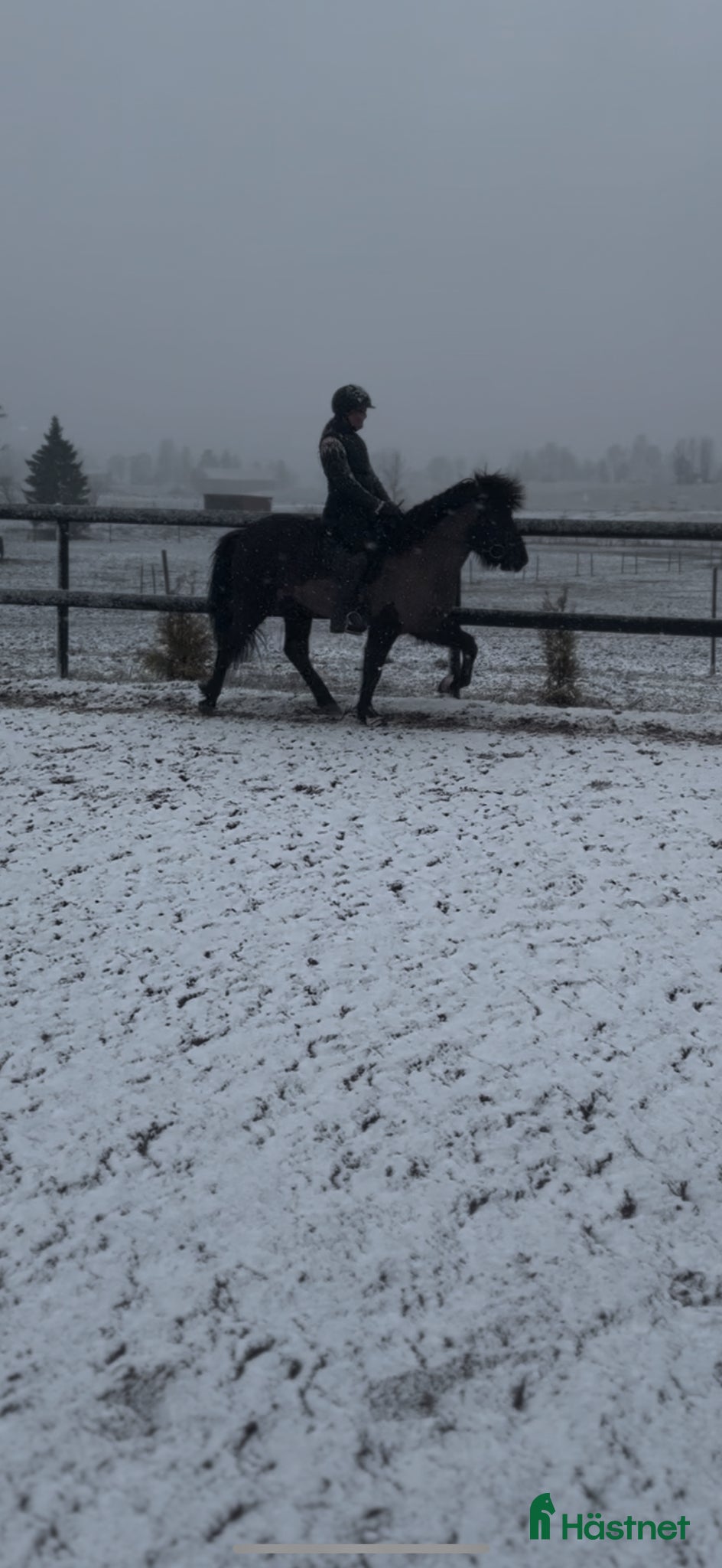  hästar Thor-Björn - pampig valack med potential  - Annons 13