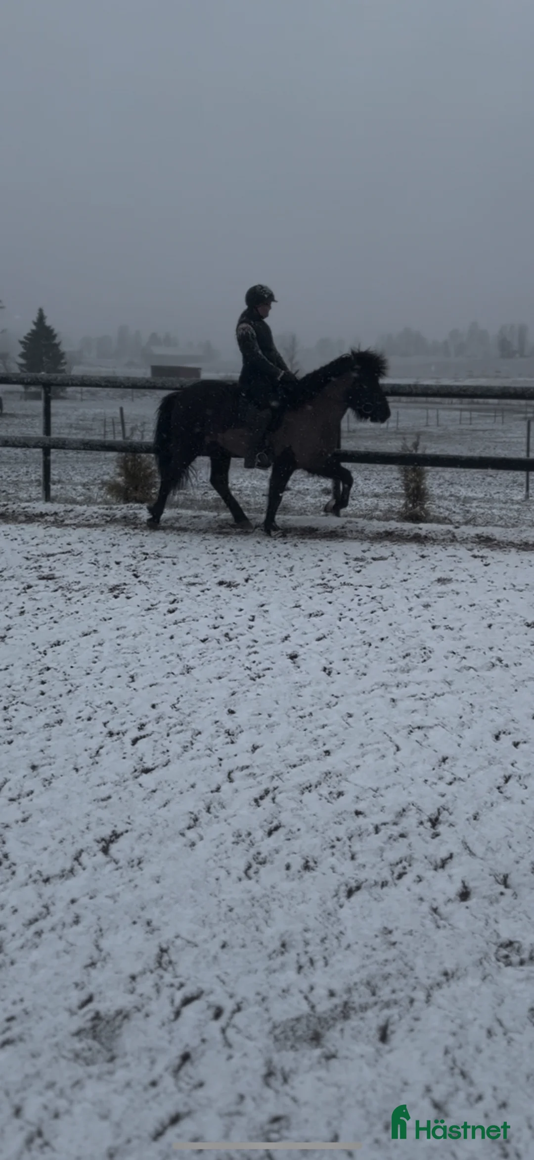 Island hästar till salu: Thor-Björn - pampig valack med potential  i Söderbärke - Annons 1