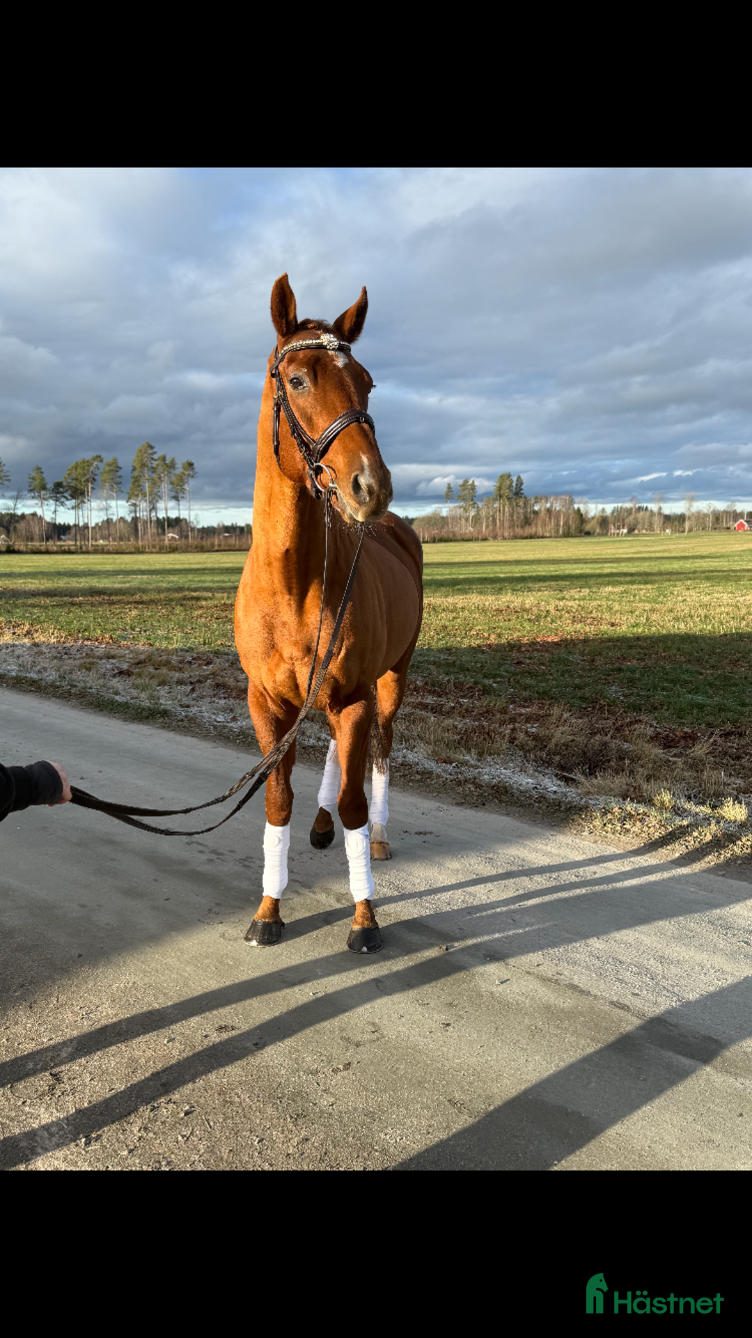 Allround hästar till salu: Fantastisk allround häst  i Skara - Annons 1