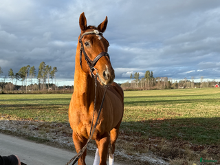 hästar Fantastisk allround häst i Skara - Annons 11