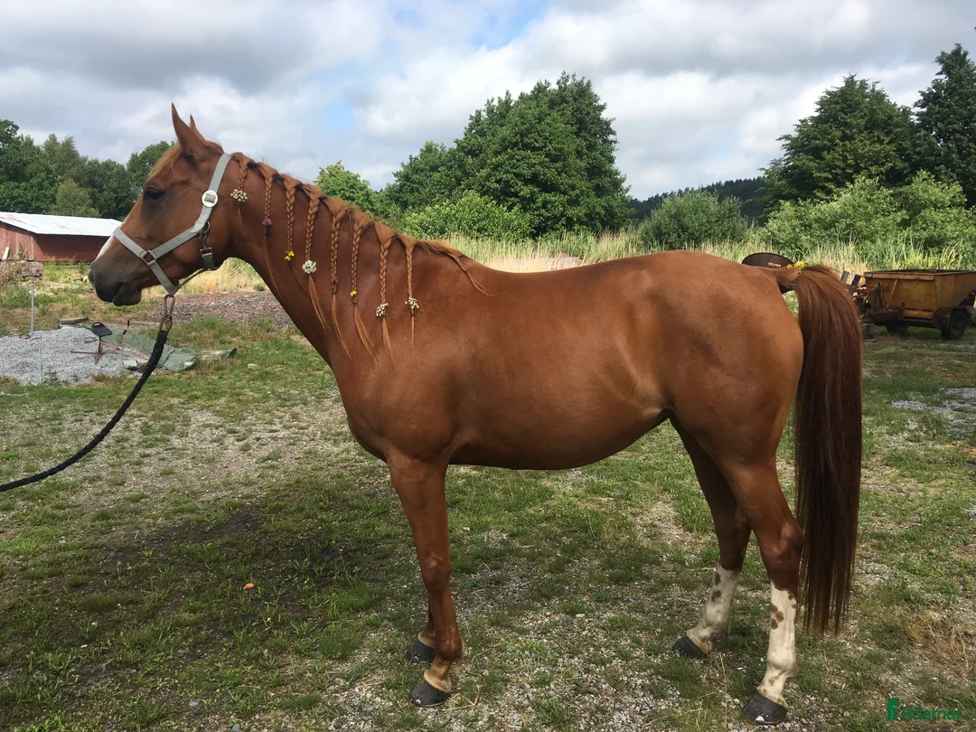 Western hästar till salu: Paintkorsning *reserverad* - Annons 3