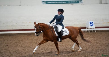  hästar i Linghem - Annons 12