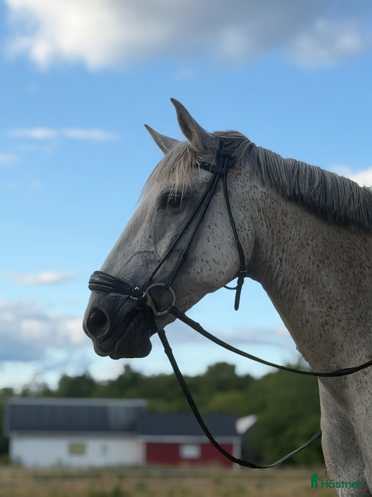 Dressyr hästar till salu: Lusitanovalack med stor potential 🌸 - Annons 1