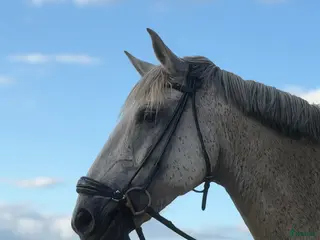 hästar Lusitanovalack med stor potential 🌸 - Annons 1