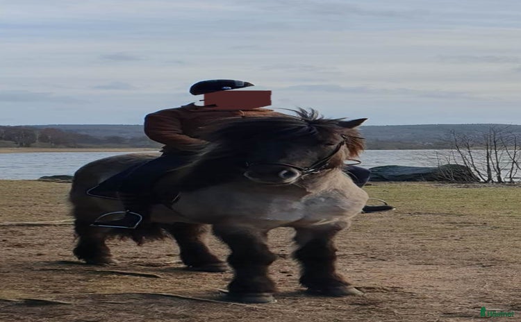  hästar i Vårgårda - Annons 3