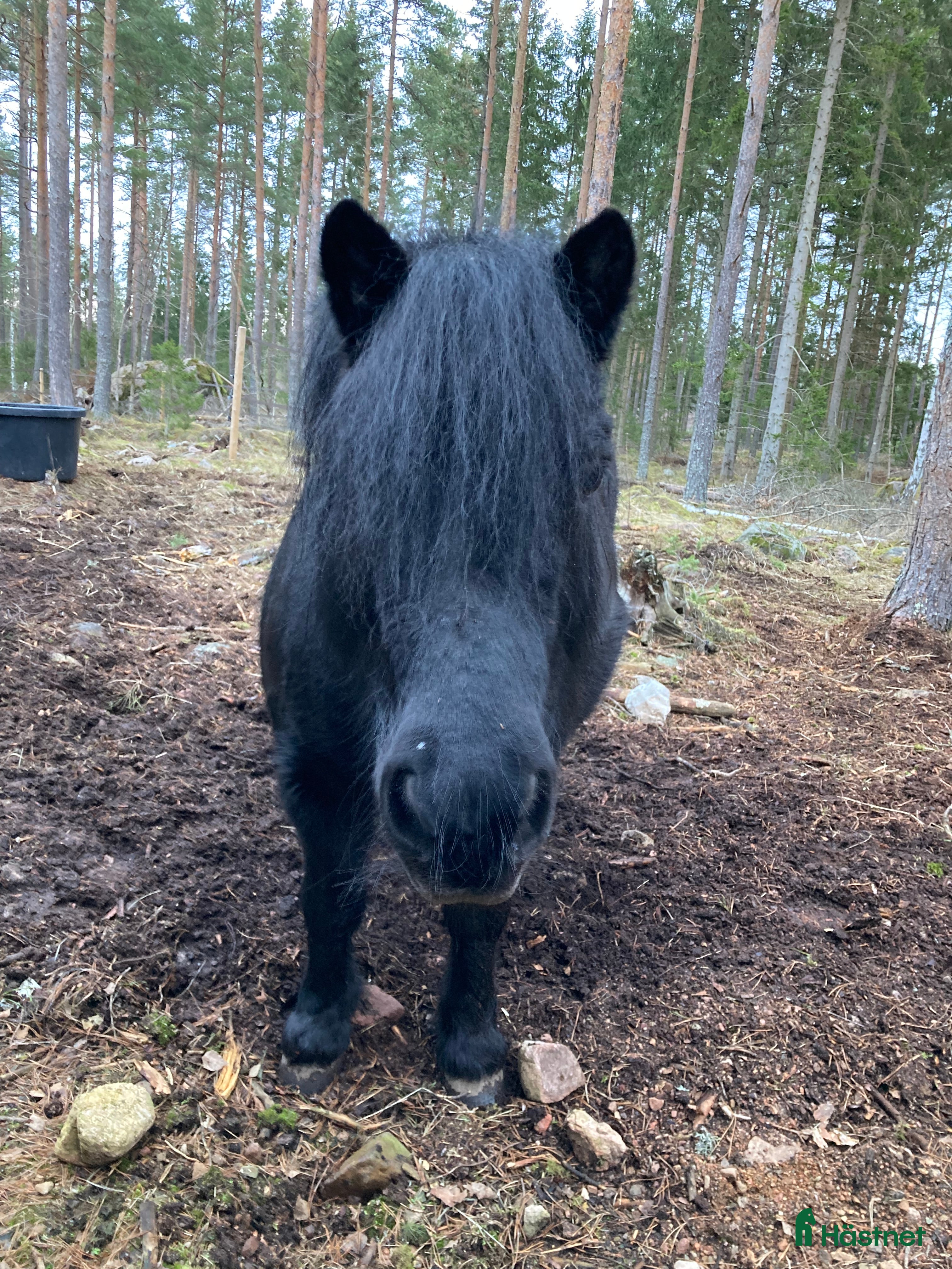  hästar Rar Shetlandsponny i Linköping - Annons 2