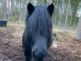 hästar Rar Shetlandsponny i Linköping - Annons 13
