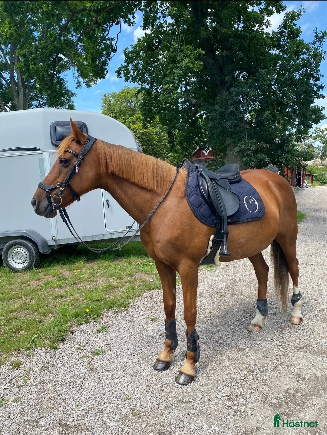 Allround hästar till salu: ⭐️Snäll C-ponny Allround⭐️ - Annons 1
