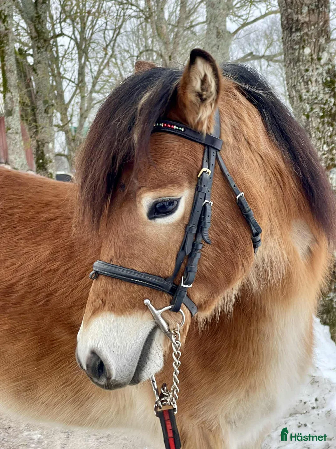 Allround hästar till salu: Trevligt russ ev trav i Sala - Annons 3