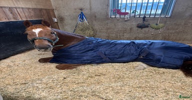  hästar i Umeå - Annons 8