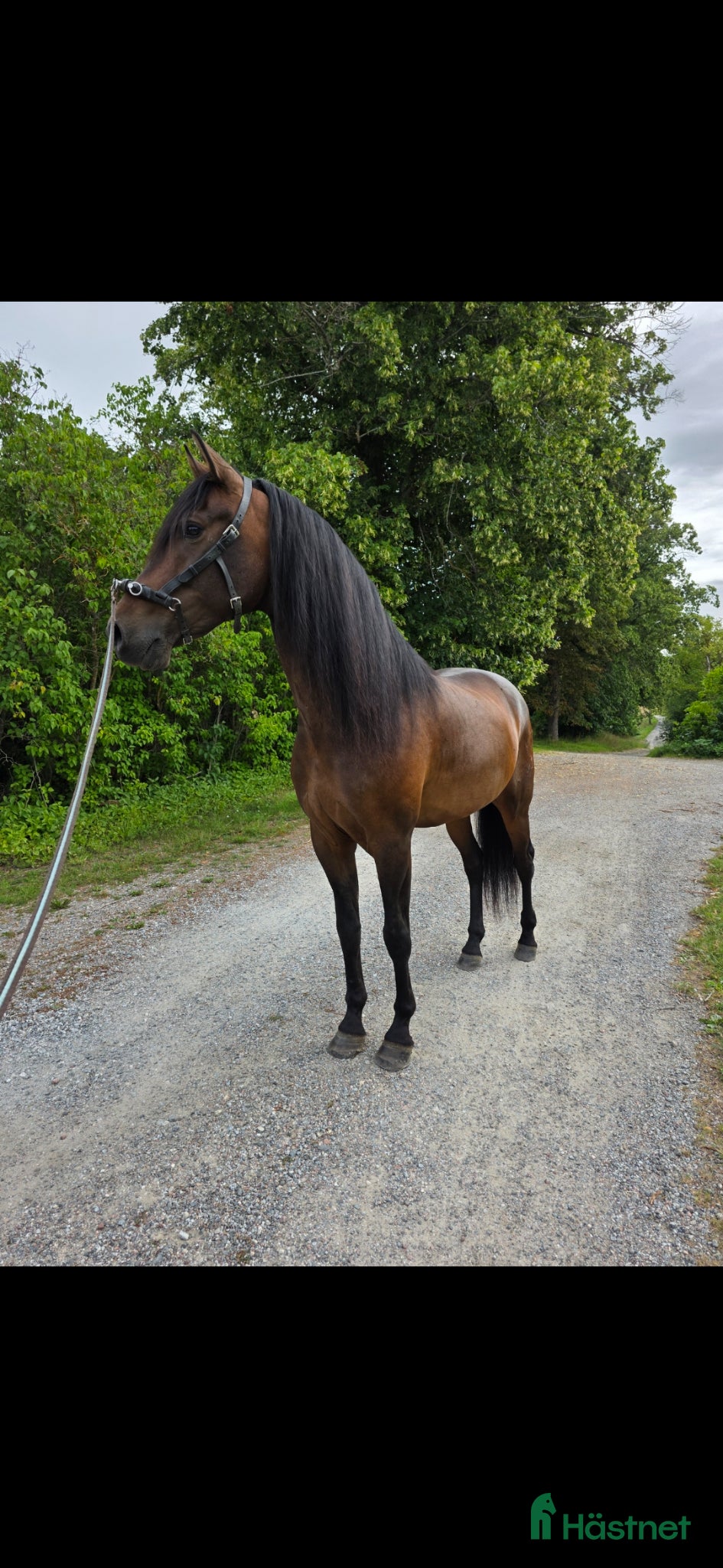  hästar Pre valack  - Annons 1