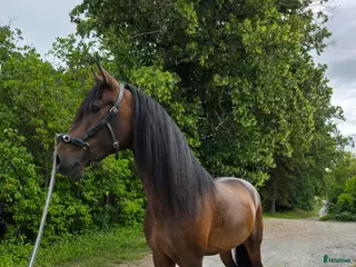 hästar Pre valack - Annons 1