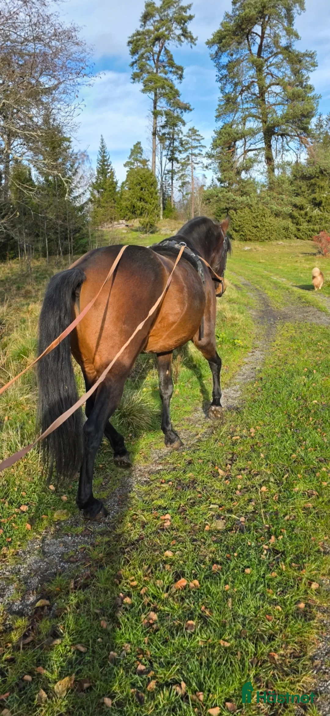 Akademiskt hästar till salu: Pre valack  - Annons 4