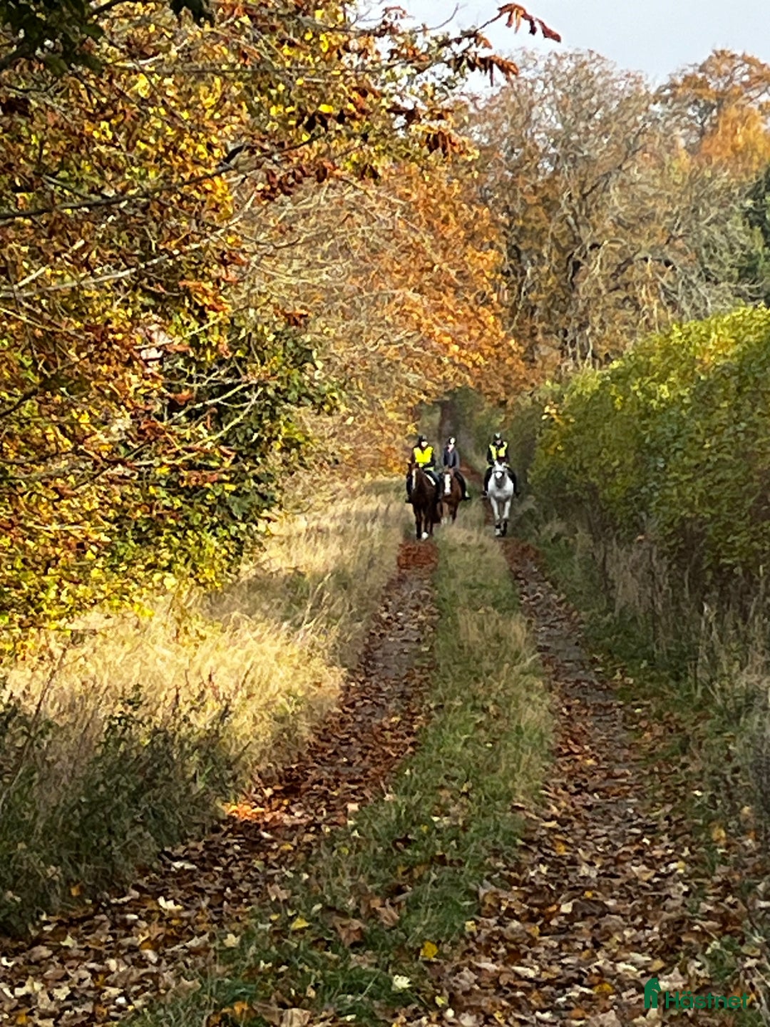  stallplats finnes: Stallplats i Klågerup 🌸 i Klågerup - Annons 4