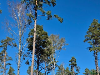 stallplats finnes: Stallplats för lättfödd i Tullinge i Tullinge - Annons 1