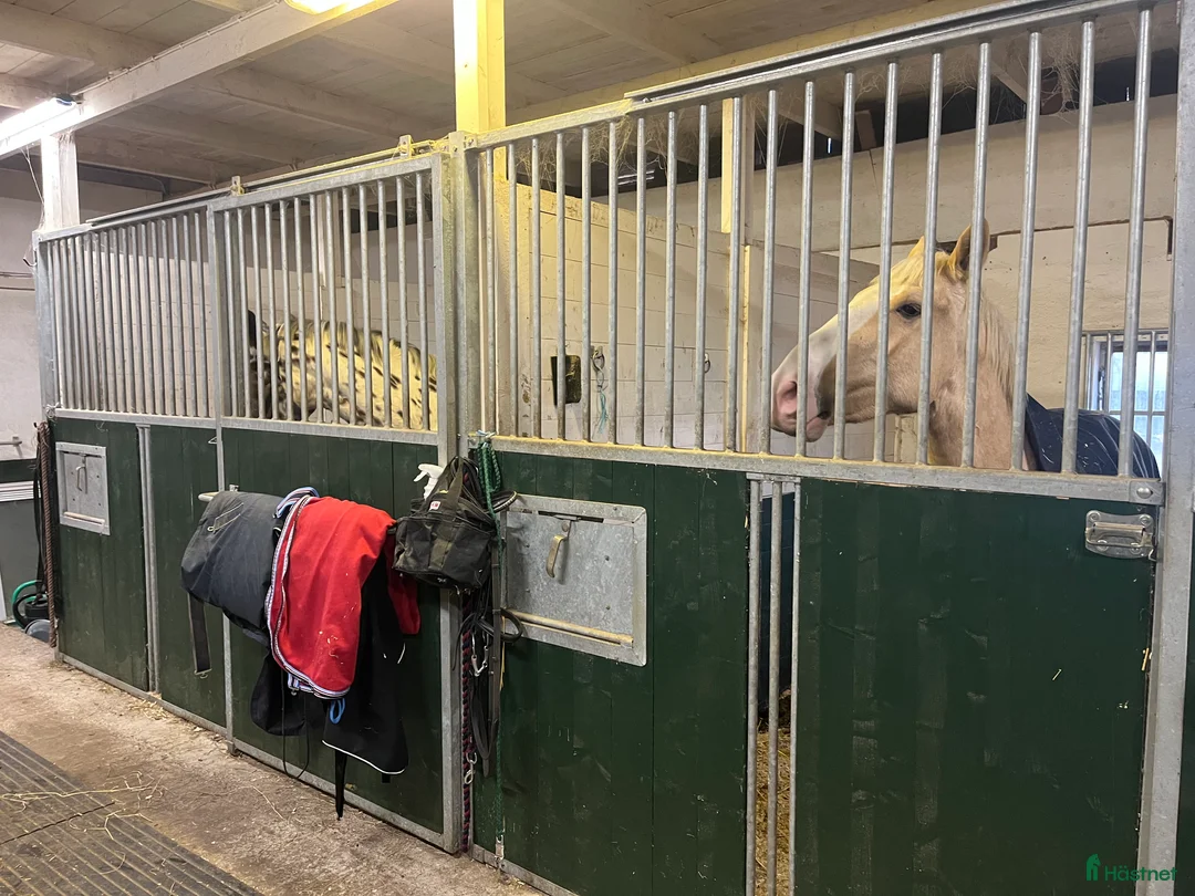  stallplats finnes: Stallplats Nybro - Annons 2