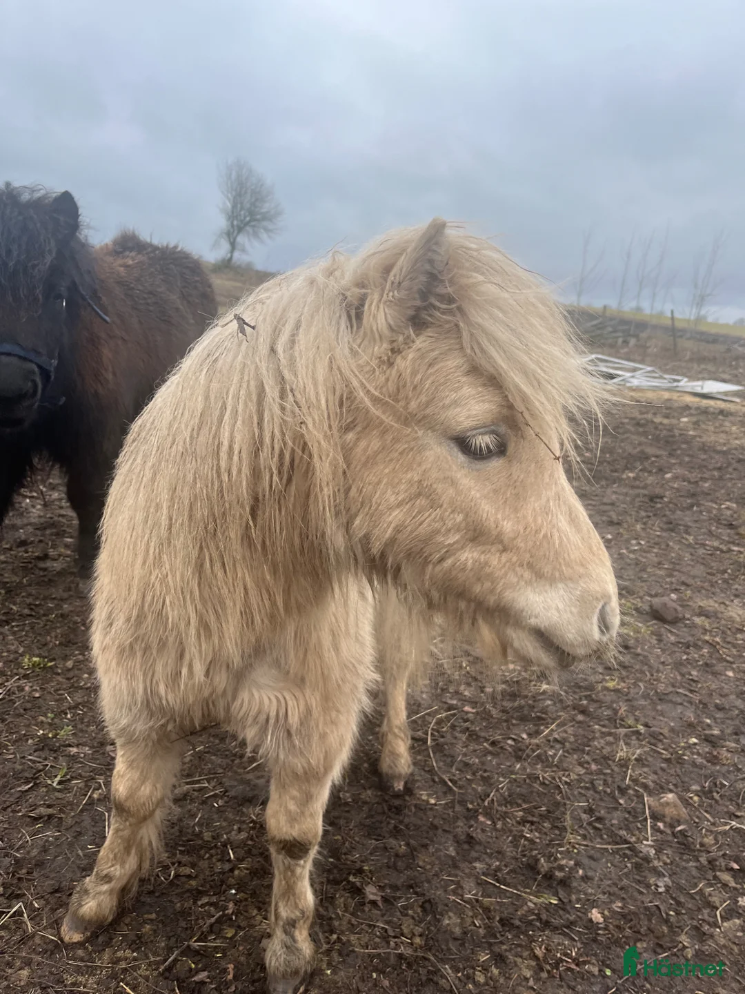 Övrigt hästar till salu: Minishetlandhingst f.-25 - Annons 1