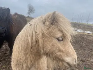 hästar Minishetlandhingst f.-25 - Annons 1