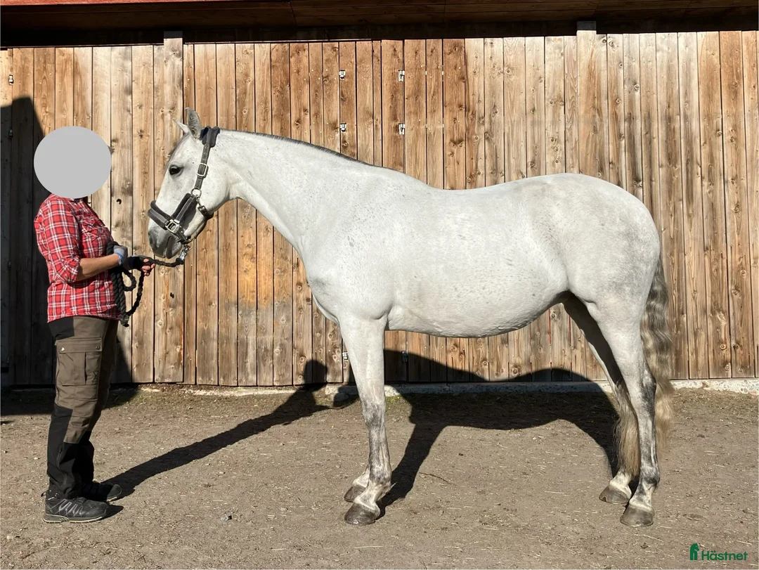 Allround hästar till salu: Underbart PRE sto i Bergeforsen - Annons 2