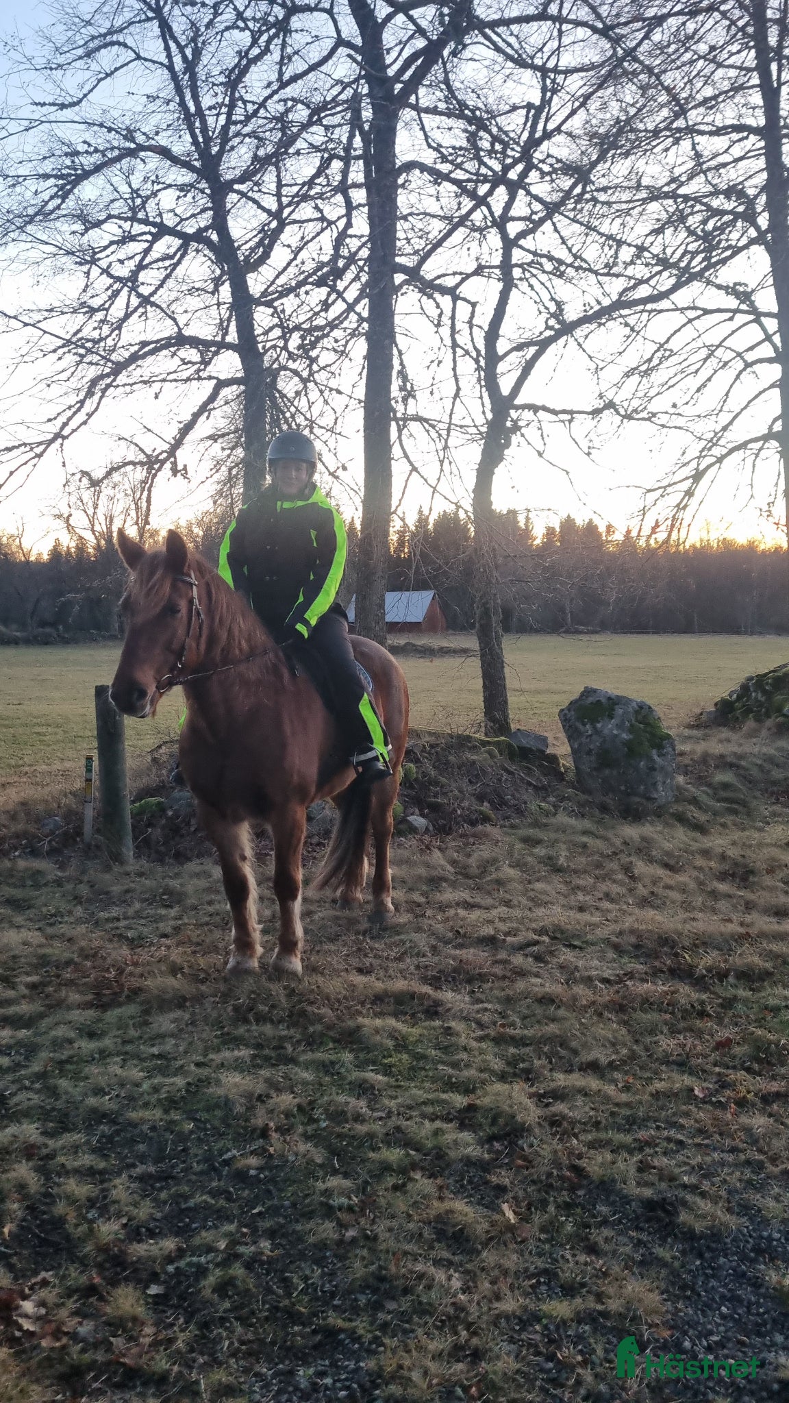  hästar Sällskap sökes - Annons 11