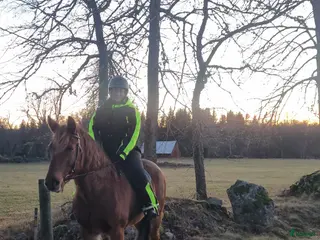 hästar Sällskap sökes - Annons 11