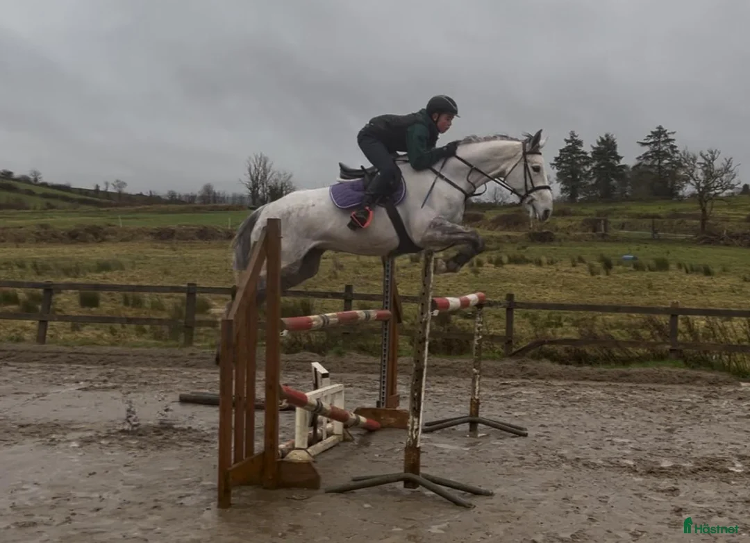 Allround hästar till salu: Irish sport horse  i Göteborg - Annons 5