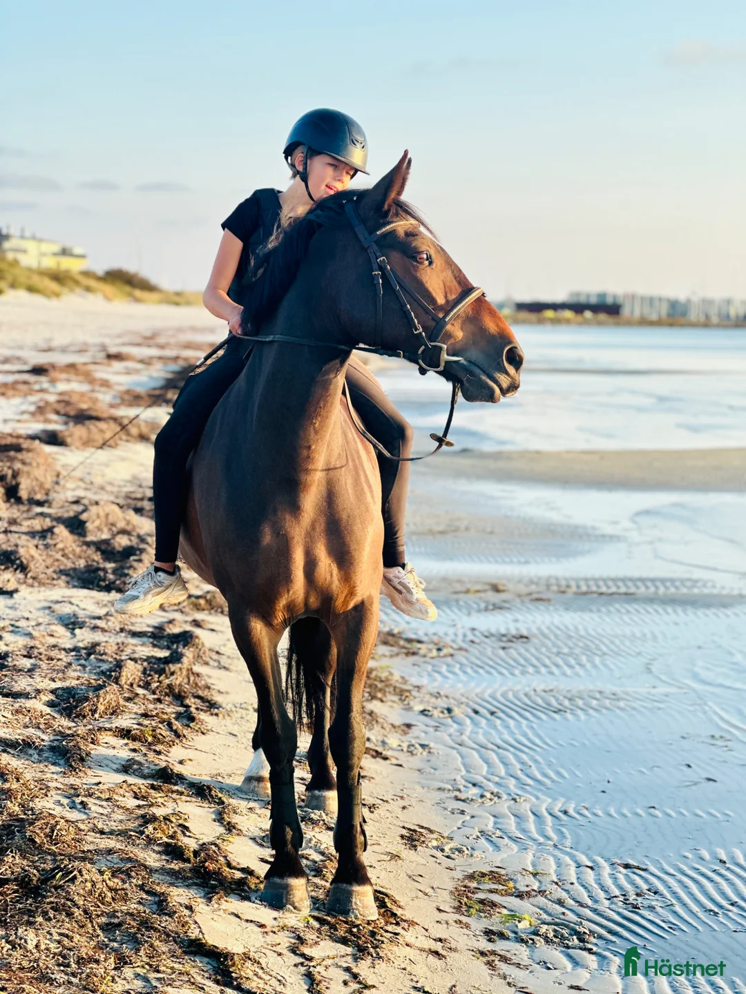 Allround hästar till salu: Underbar läromästare ❤️ - Annons 2