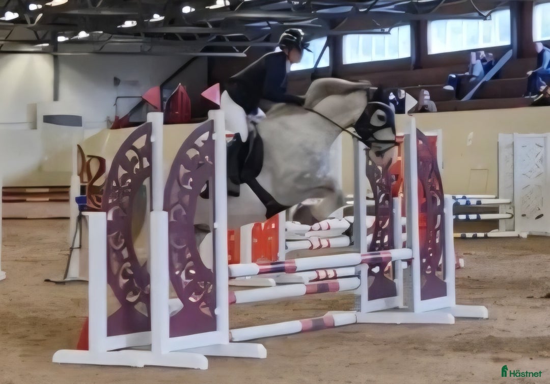 Allround hästar till salu: Supertrevlig pigg ponny med kapacitet i Västerås - Annons 2