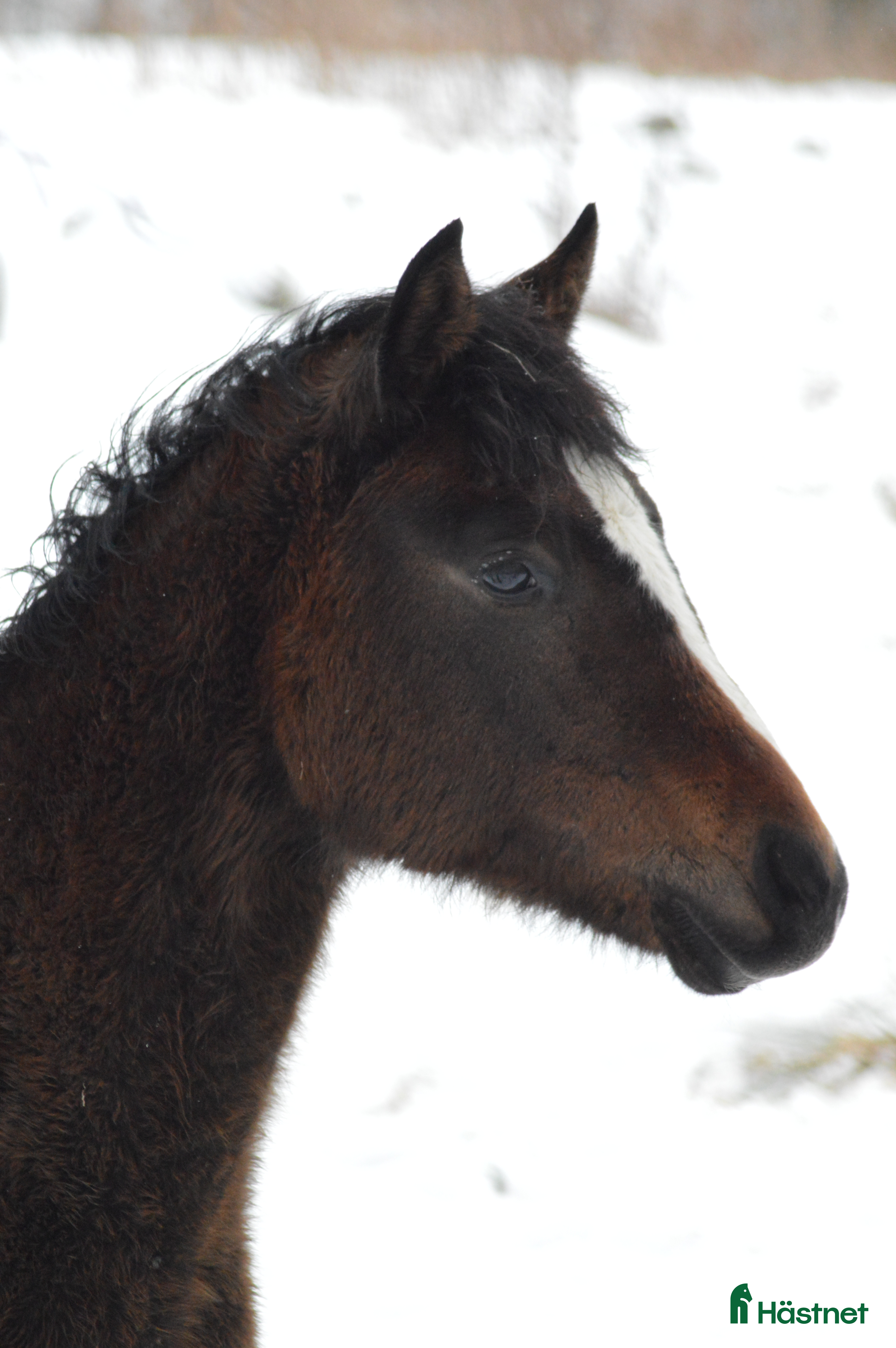  hästar Fantastiskt hingst - Annons 2