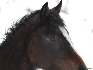 hästar Fantastiskt hingst - Annons 2