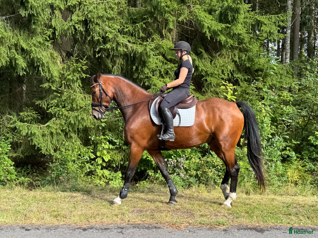  hästservice finnes: Julklappstips! Ridläger sommaren 2026 i Lidköping - Annons 8