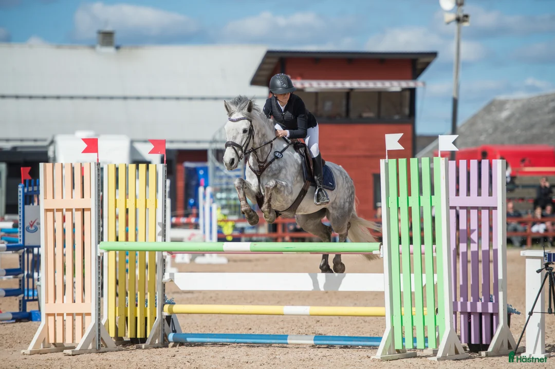 Hoppning hästar till salu: Vår ögonsten letar efter nytt hem❤️ - Annons 1