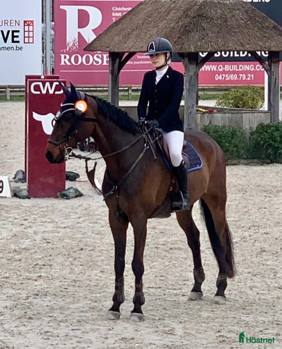 Hoppning hästar till salu: Underbar läromästare - Annons 2