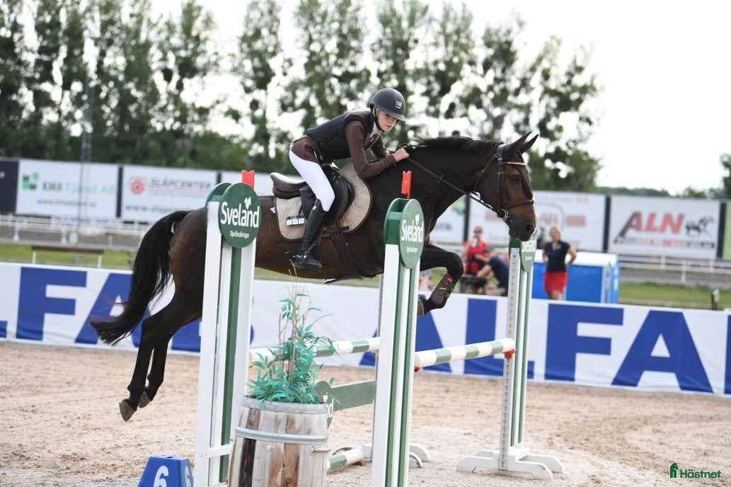  hästar Har ni våran nya vän. - Annons 4