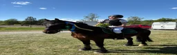 Hoppning hästar till salu: D-ponny med driv i Sigtuna - Annons 5