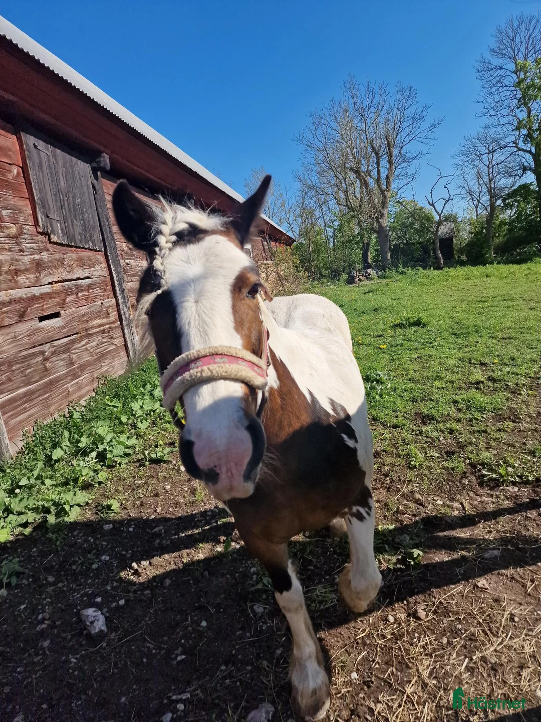 Allround hästar till salu: Söta lilla Rosé - Annons 1