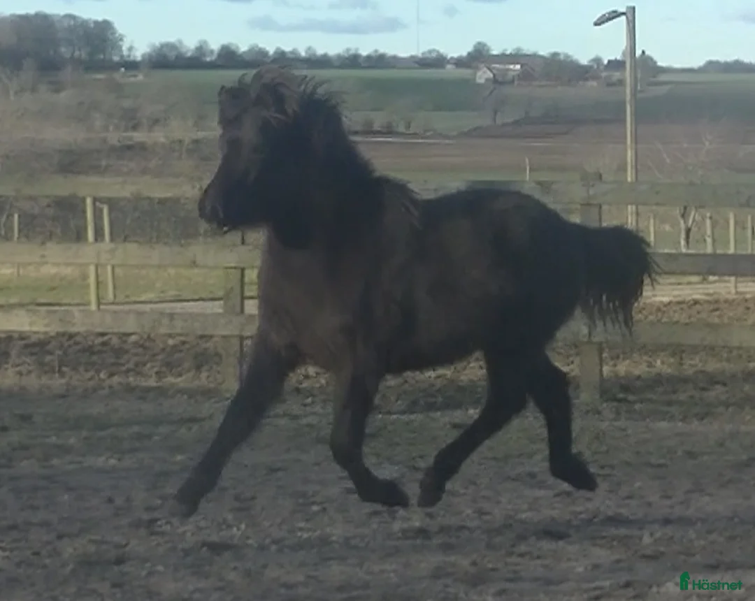Island hästar till salu: Häftig ungsto med super stam i Vollsjö - Annons 4