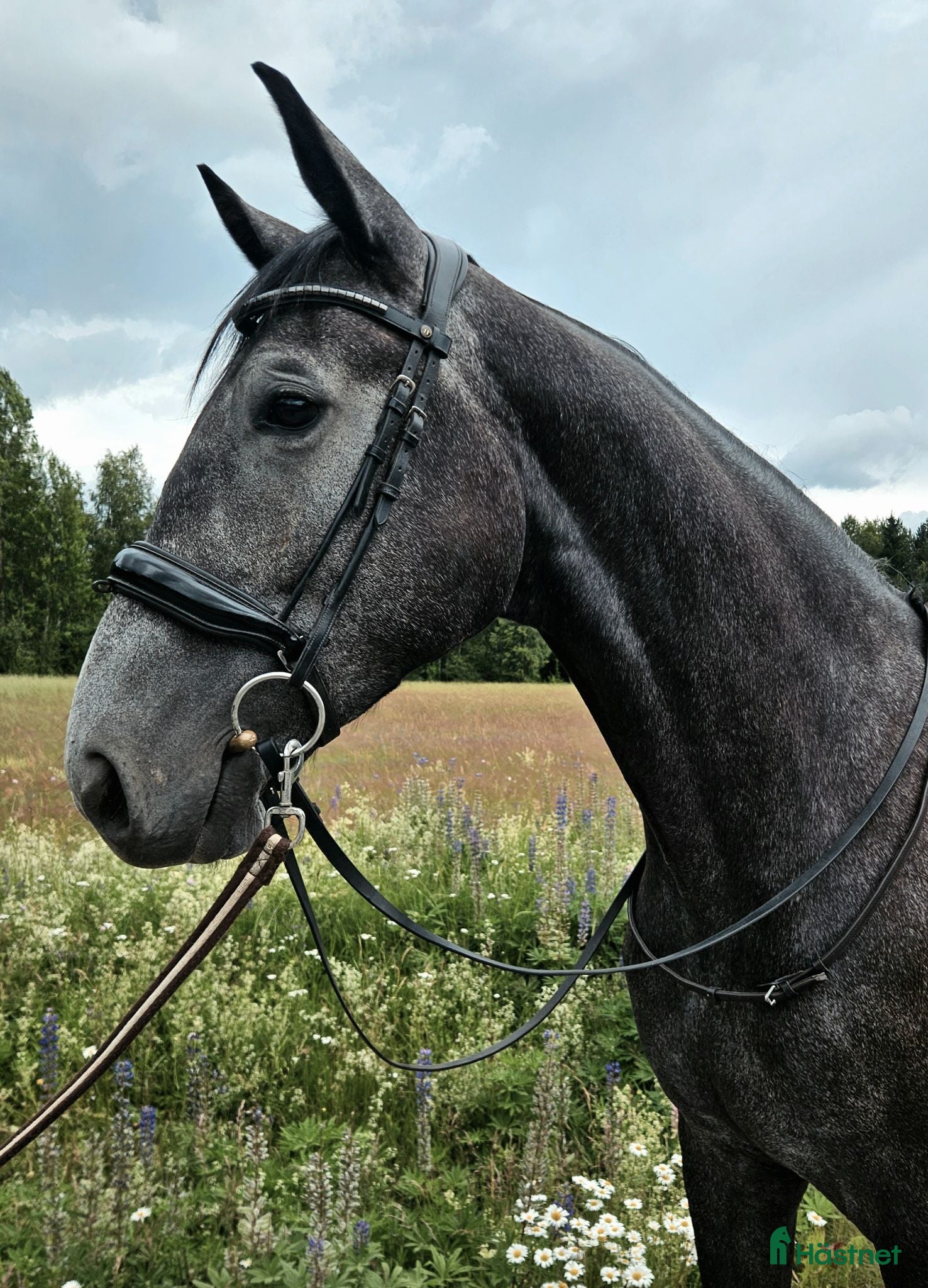  hästar Lovande 4-åring för framtiden  - Annons 2